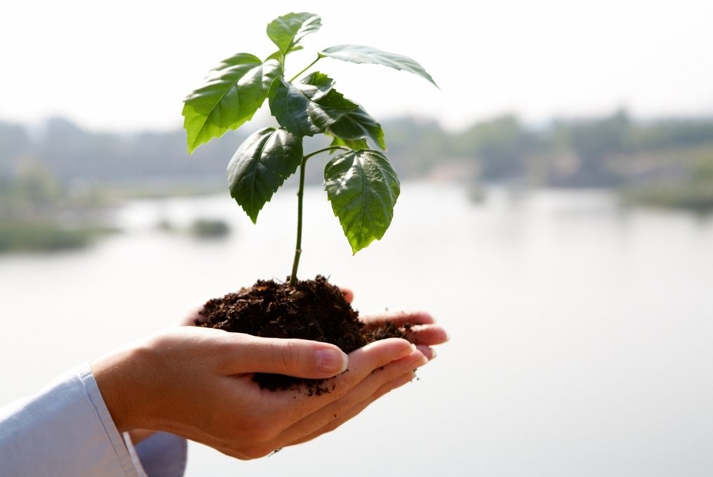 Hands holding growing plant. Personal Growth